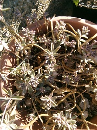 09760de0-moj sedum.jpeg